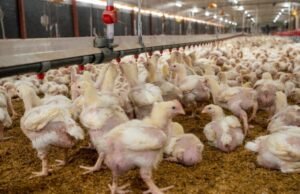 Avicultores logran récord de producción con 19.6 millones de pollos