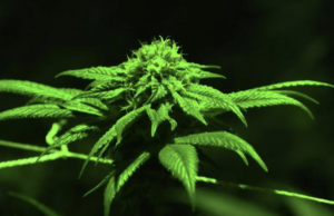 ¿Qué efectos tiene la marihuana en las personas mayores de 65 años?