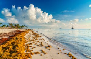 Abinader anuncia aporte de un millón de dólares para investigación sobre sargazo