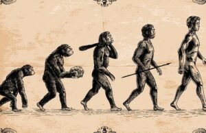 Identifican los genes que dieron forma al esqueleto para caminar erguido