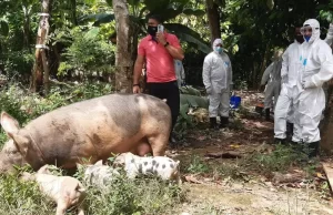 Ministro de Agricultura reitera que la peste porcina está controlada en el país
