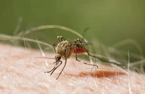 Salud Pública notifica el segundo caso importado de malaria; corresponde a un español