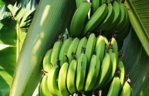 Gobierno suspende exportación de plátanos para garantizar estabilidad de precios