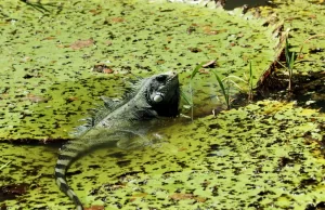 La inteligencia artificial llega a la Amazonía colombiana para monitorear su biodiversidad