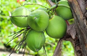 RD exportará por primera vez cocos verdes a Estados Unidos
