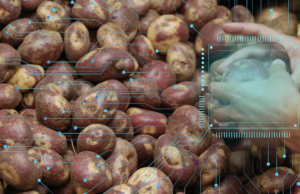 Este es el algoritmo creado por colombianos para identificar si la papa que escogió está buena