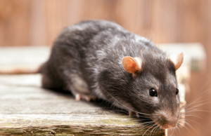 Un estudio en ratones asocia erecciones regulares con la prevención de la impotencia