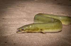 Acusan a dos dominicanos en Puerto Rico por contrabando de 110.000 anguilas americanas