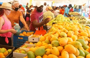 Anuncian feria “Expo Mango 2024”; participarán 800 productores