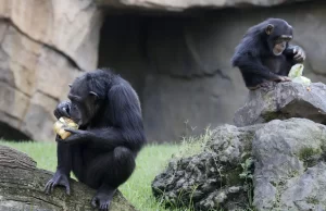 Los chimpancés perfeccionan su capacidad de aprendizaje a lo largo de la vida