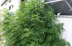 Descubren plantas de marihuana en la azotea de una vivienda en Puerto Plata