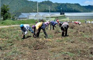 Instituto de Migración recomienda cuotas anuales de jornaleros haitianos para el sector agrícola